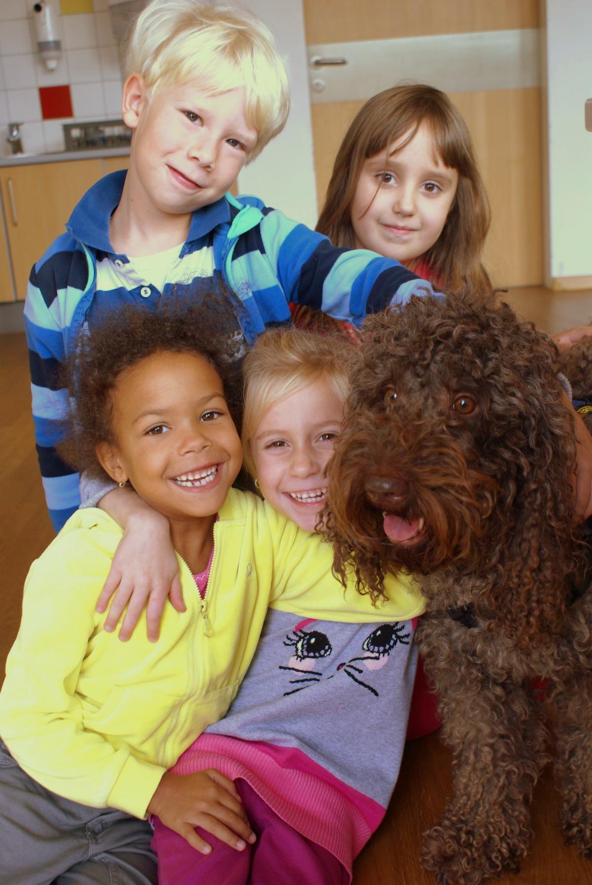 australian labradoodle